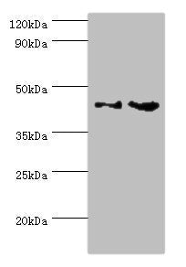 CHI3L2 Antibody