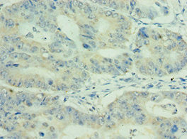 MEP1A Antibody