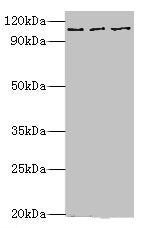 MERTK Antibody