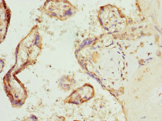 COX10 Antibody