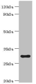 MRPL28 Antibody