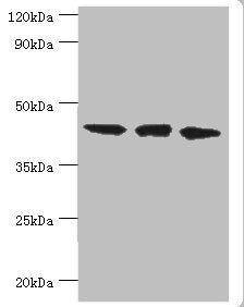 TARDBP Antibody
