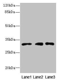 PRDX4 Antibody