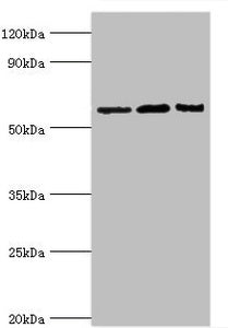 IL10RA Antibody