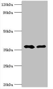 AUH Antibody