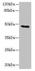 KRT33B Antibody