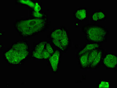 ESPL1 Antibody