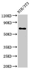 ZMYND11 Antibody