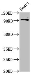 DLG2 Antibody