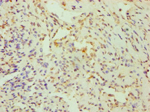 CRY1 Antibody