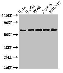 CPSF6 Antibody