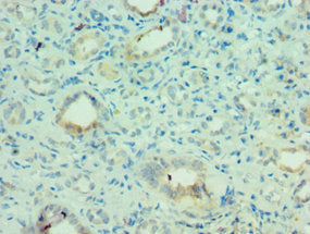 MLANA Antibody