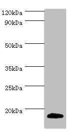 MLANA Antibody
