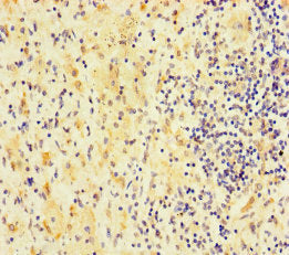 RTL8B Antibody