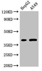 FOXI1 Antibody