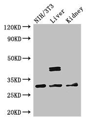 MTAP Antibody