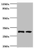 RPA4 Antibody