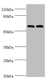 PAK2 Antibody