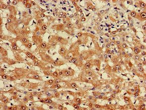 MYO7A Antibody