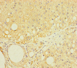 LAPTM5 Antibody