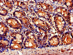 TNFAIP1 Antibody