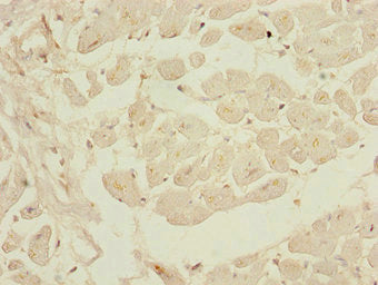 KLF9 Antibody