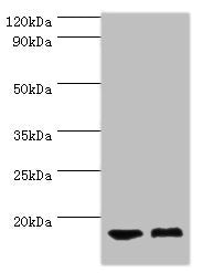 COTL1 Antibody