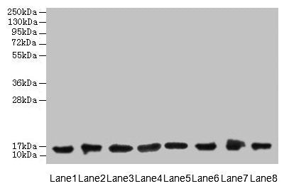 COTL1 Antibody