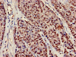 NEDD9 Antibody