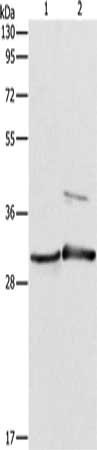 APOBEC2 Antibody
