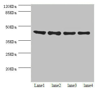 HERPUD1 Antibody