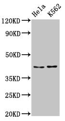 PCBP2 Antibody