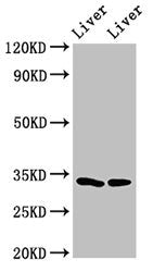 RGN Antibody