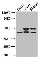 TGIF1 Antibody