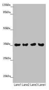 TOMM34 Antibody