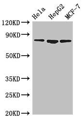 IMMT Antibody