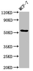 DOK7 Antibody