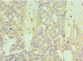HYAL1 Antibody