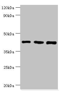 SMARCB1 Antibody
