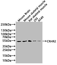 CRHR2 Antibody