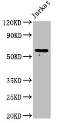 IL18R1 Antibody