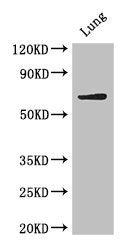 BIRC3 Antibody