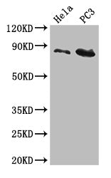 CUL2 Antibody