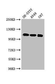 LRP8 Antibody