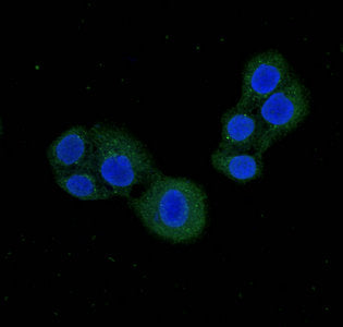 PDE1C Antibody