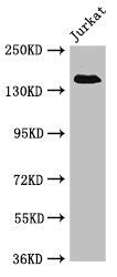 EIF3A Antibody