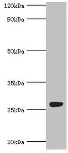 FGFBP1 Antibody