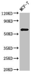NR1D2 Antibody