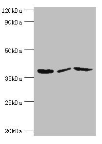 P2RY14 Antibody