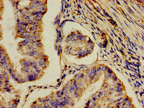 AOC3 Antibody